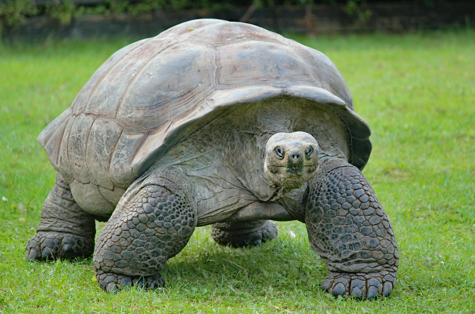 Prison Island & Giant Tortoises