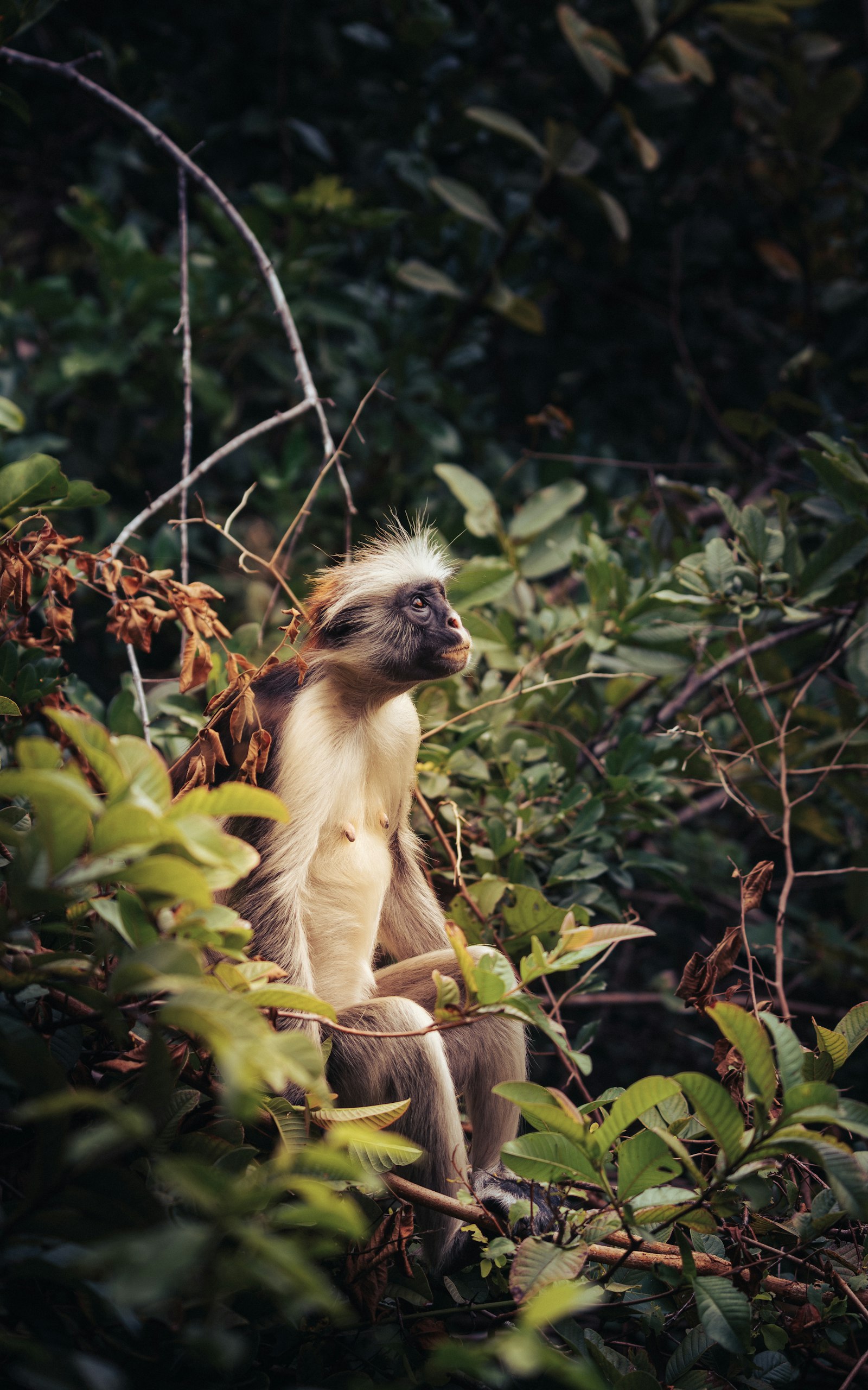 Jozani Forest & Red Colobus Monkeys